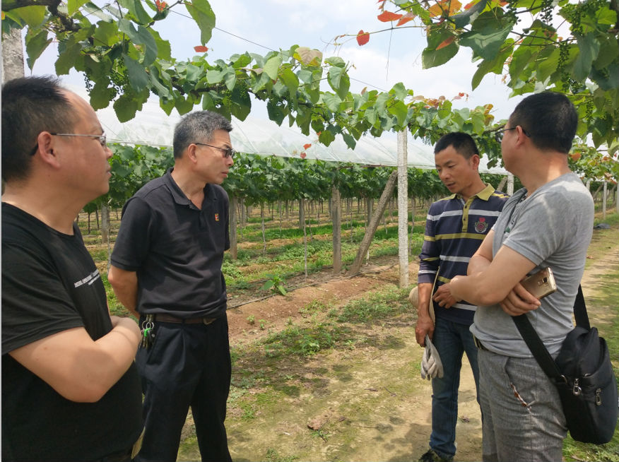 督导组到牛鼻滩镇葡萄基地检查指导